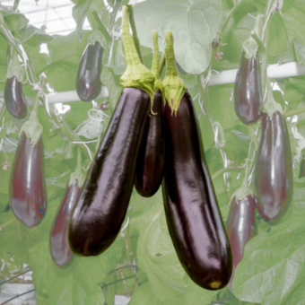 Aubergine