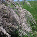 Tamarix parviflora - Frühlingstamariske