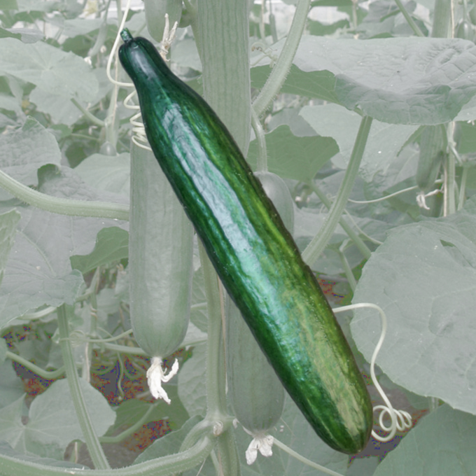 Schlangengurke grün