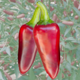 Jalapeno Chili - Jalapeno Chili