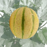 Zuckermelone - Zuckermelone