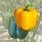 Blockpaprika grün-Gelb - Blockpaprika grün-Gelb