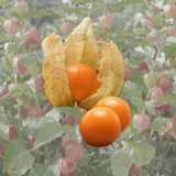 Physalis Schönbrunner Gold - Physalis Schönbrunner Gold