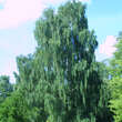 Betula pendula 'Tristis': Bild 1/1