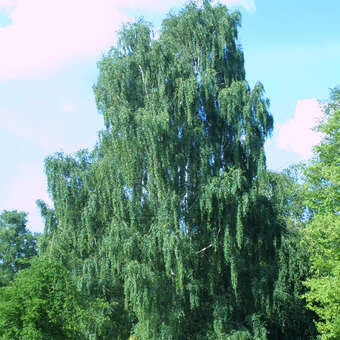 Betula pendula 'Tristis'