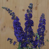 Buddleja davidii 'Adonis Blue' - Sommerflieder