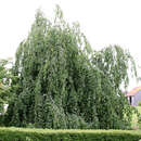 Fagus sylvatica 'Pendula' - Hängebuche