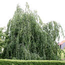 Fagus sylvatica 'Pendula' - Hängebuche