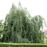 Fagus sylvatica 'Pendula' - Hängebuche