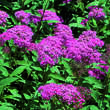 Spiraea japonica 'Zigeunerblut': Bild 1/3