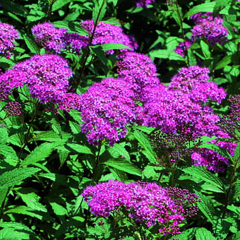 Spiraea japonica 'Zigeunerblut'