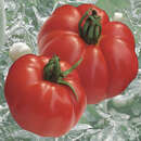 Fleischtomate Marmande - Fleischtomate Marmande