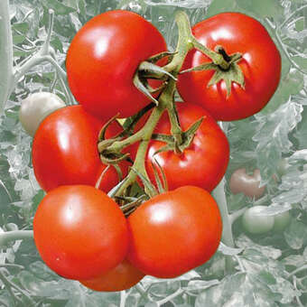 Rispensalat-Tomate