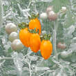 Datteltomate orange: Bild 1/1