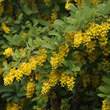 Berberis koreana: Bild 1/7