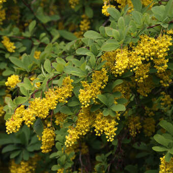 Berberis koreana