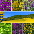 Niederösterreich Balkonblumen Kollektion - Niederösterreich Balkonblumen Kollektion