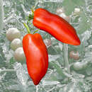 Tomate Andenhorn - Tomate Andenhorn