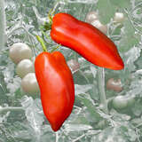 Tomate Andenhorn - Tomate Andenhorn