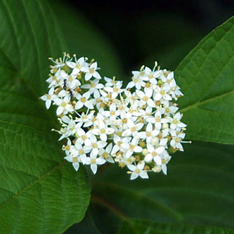 Weißer Hartriegel Cornus alba weiß
