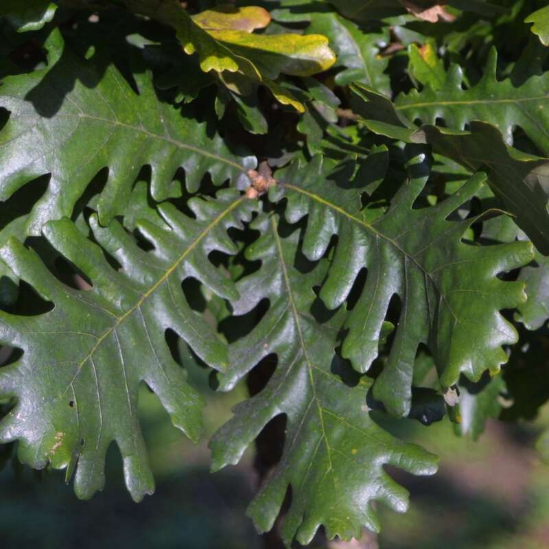 Ungarische Eiche Quercus