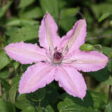 Clematis 'Hagley Hybrid' - Waldrebe, Großblumige Garten-Clematis