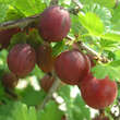 Ribes uva-crispa 'Hinnonmäki Rot': Bild 1/4