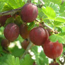Stachelbeere - rot - Ribes uva-crispa 'Hinnonmäki Rot'