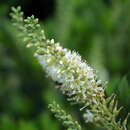 Zwerg-Süßpfefferstrauch - Clethra alnifolia 'Hummingbird'