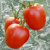 Eitomate rot - Eitomate rot