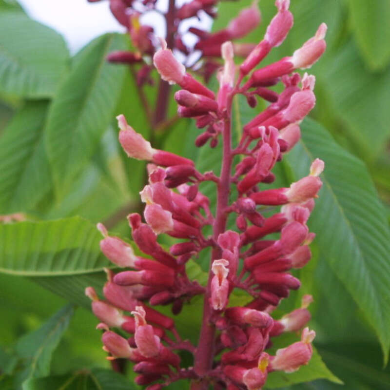 Blutrote Pavie Aesculus pavia 'Atrosanguinea' rot