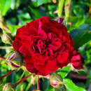 Rose 'Crimson Siluetta' - Moderne Strauch- und Kletterrose