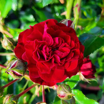 Rose 'Crimson Siluetta'