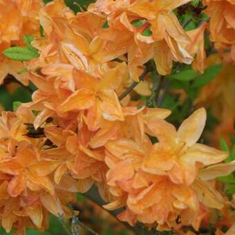 Azalea Großblumig - orange