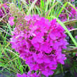 Hydrangea paniculata 'Pinky Winky': Bild 4/7