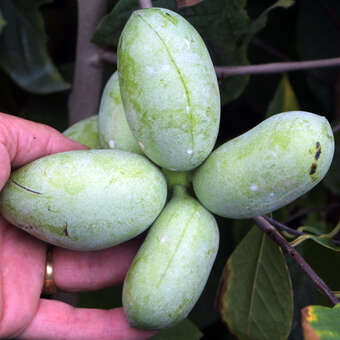 Asimina triloba 'Ithaca'