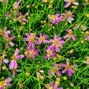 Coreopsis rosea 'American Dream' - Mädchenauge