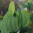 Cercidiphyllum jap. 'Heronswood Gl': Bild 1/1