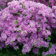 Azalea Japan Hybride - lila: Bild 1/1