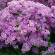 Azalea Japan Hybride - violett: Bild 1/1