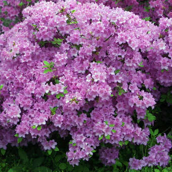 Azalea Japan Hybride - lila