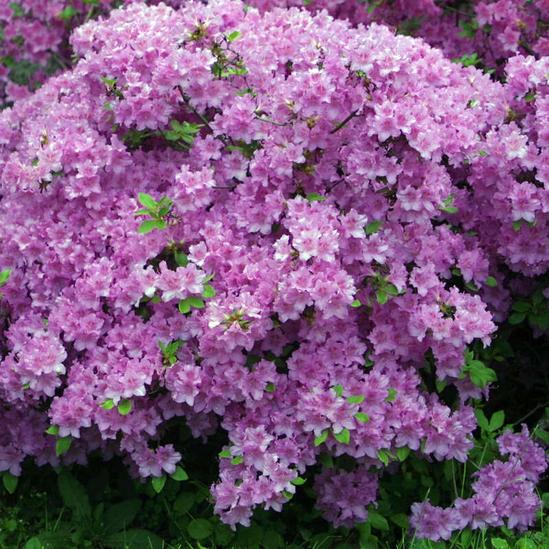 Kleinblumige Azalee Azalea Japan Hybride Blau Lila