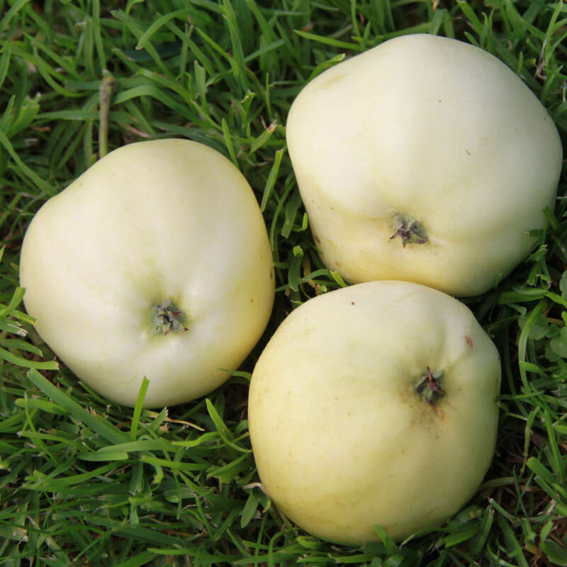 Sommerapfel, VII-VIII - Malus domestica 'Weißer Klarapfel' - weiß