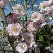 Prunus mume 'Peggy Clarke': Bild 1/1