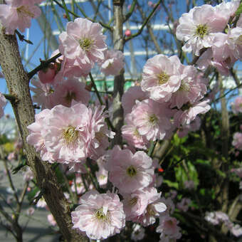 Prunus mume 'Peggy Clarke'