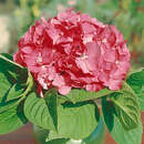 Hydrangea macrophylla 'Bouquet Rose' - Gartenhortensie