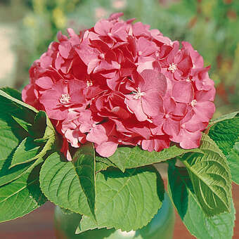 Hydrangea macrophylla 'Bouquet Rose'