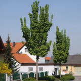 Säulenahorn - Acer platanoides 'Columnare'