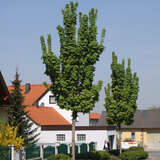 Acer platanoides 'Columnare' - Säulenahorn