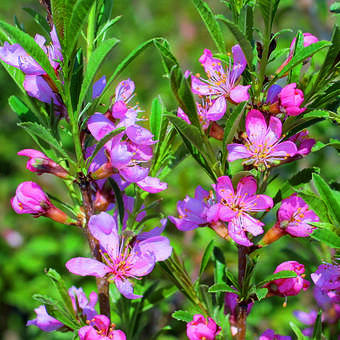 Prunus tenella campestris